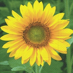 Ubrousky Sunflower33 x 33 cm 20 ks