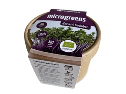 Microgreens Červený kedluben 1 ks