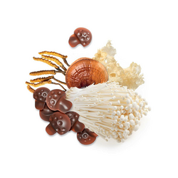 MycoGummies MycoMedica 60 houbiček