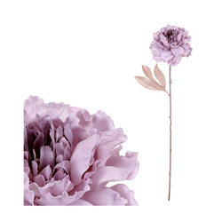 Květ Pivoňka staro-fialová 16 x 73 x 12 cm
